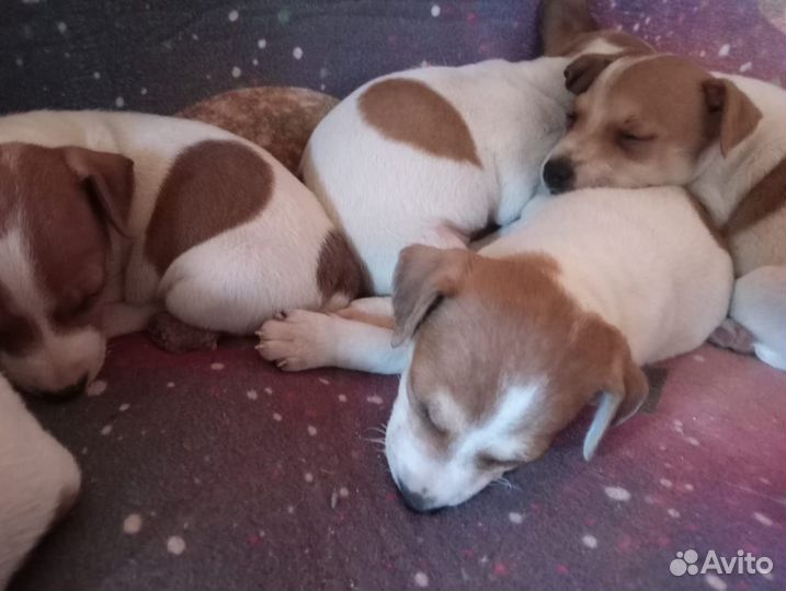 Щенки джек рассел