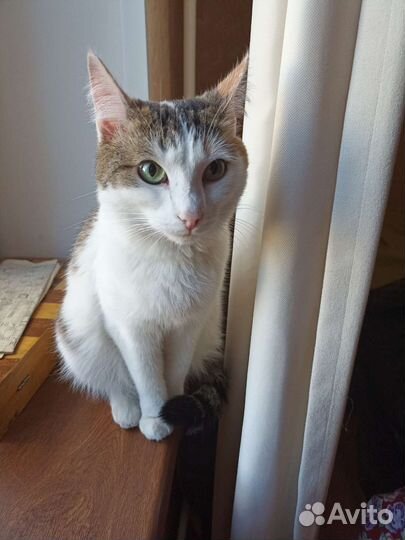 Кошка ищет дом