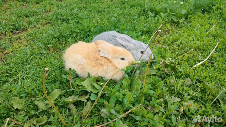 Кролики мясных пород