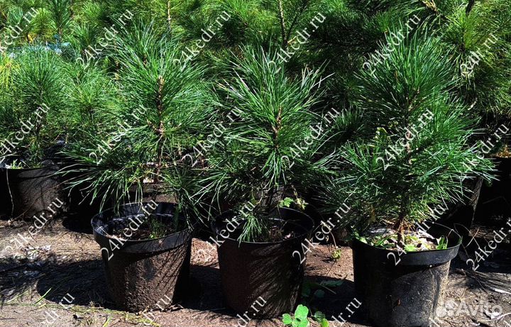 Саженцы кедра