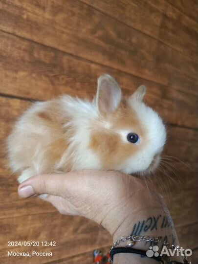 Крольчата карликовые