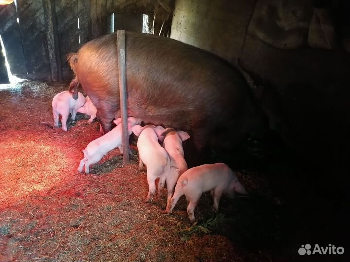 Поросята ландрас дюрок