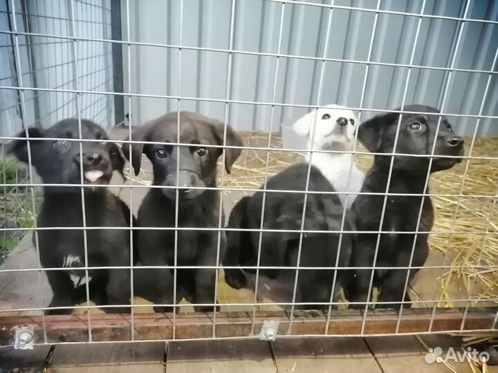 Щенки лабрадора