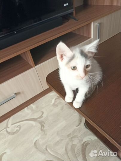 Котёнок ищет дом