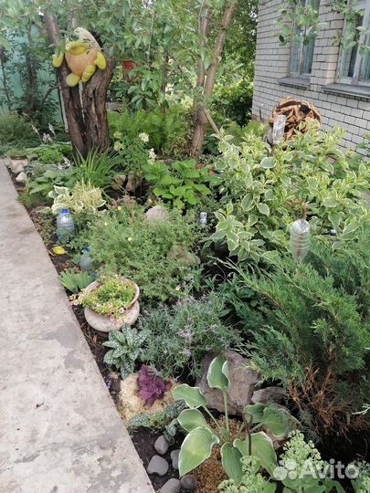 Растения для дачи