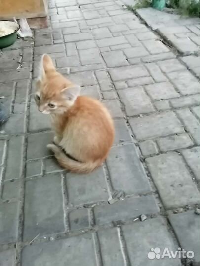 Котенок, девочка