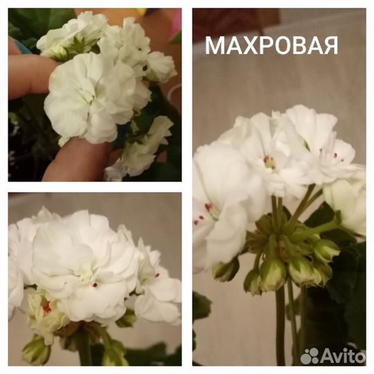 Пеларгония, черенок укор