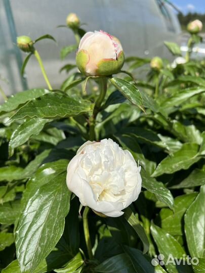 Пионы саженцы корни