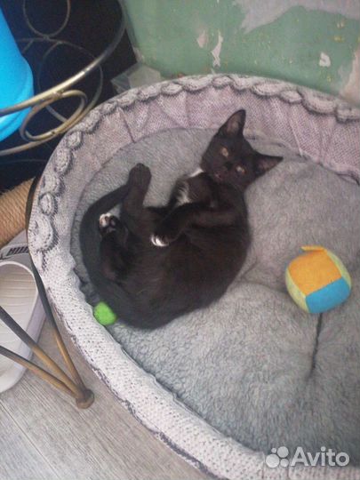 Кошки в добрые руки бесплатно