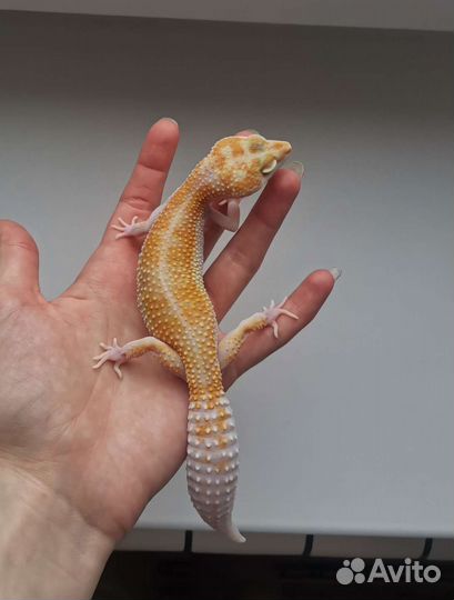 Эублефар самка