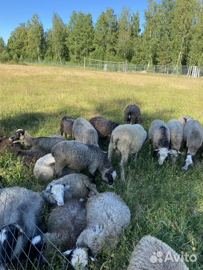 Овцы романовские