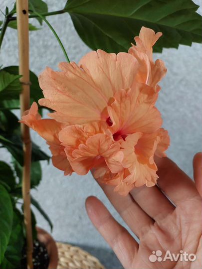 Гибискус комнатный