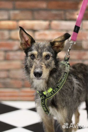 Собачка- печалька спасите в добрые руки