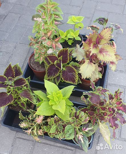 Колеус в ассортименте