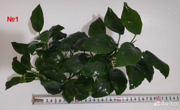 Анубиас Бартера и Хемиантус Микрантемоидес