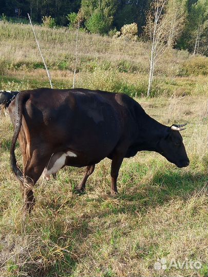 Корова дойная