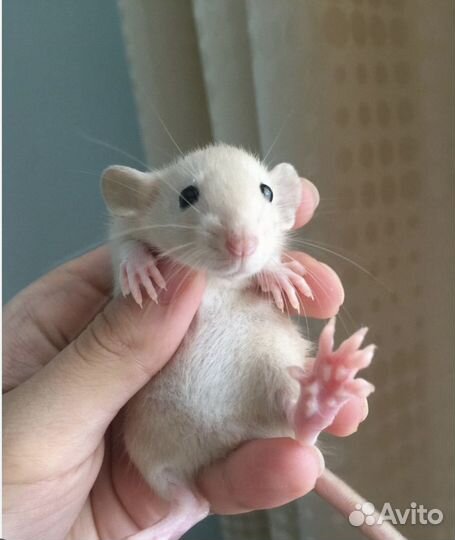 Декоративная крыса дамбо