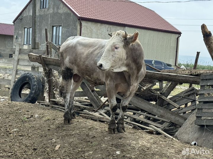 Быки на племя