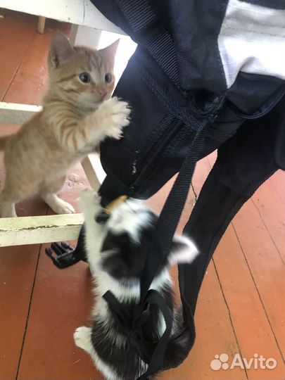 Отдам котят в добрые руки. Очень ласковые и милые