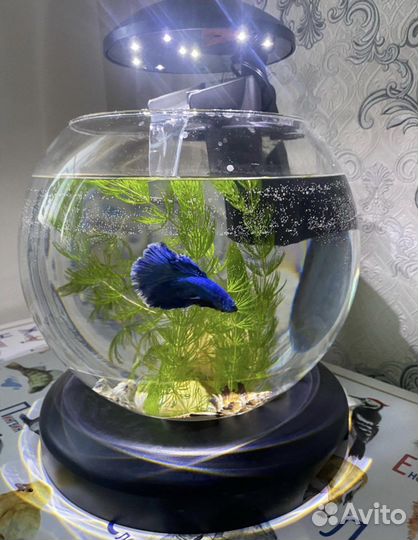 Аквариум с подсведкой