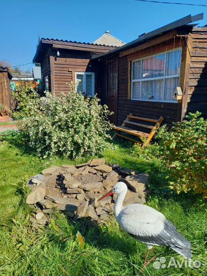 Снежнеягодник