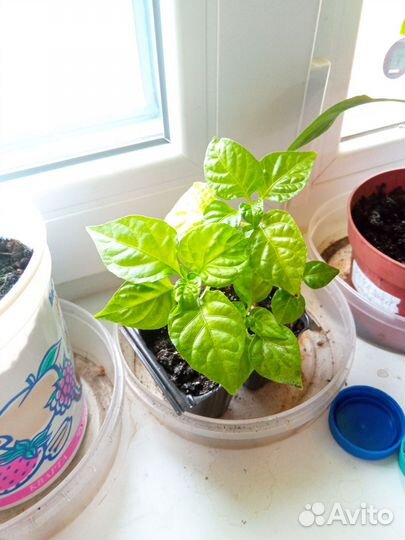 Саженцы сверх острого перца