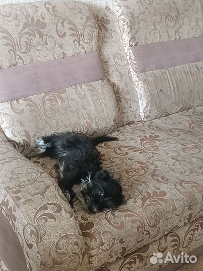 Собаки щенки