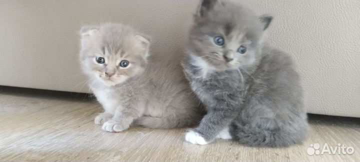 Пушистые котята