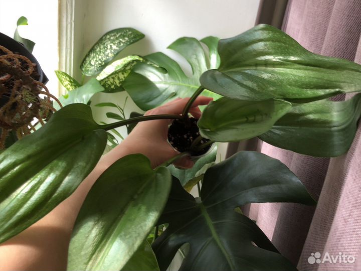 Сингониум мохито, монстера дубиа, филодендроны