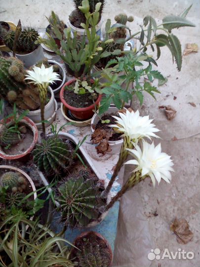 Кактусы