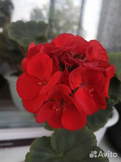 Пеларгония герань сортовая