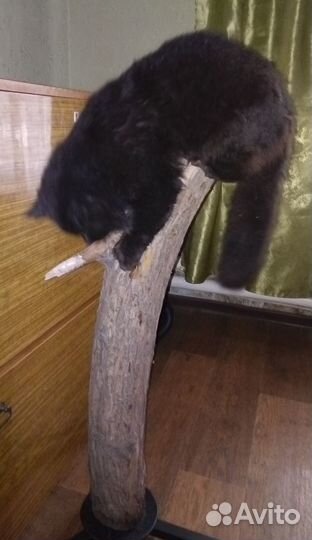 Когтеточка