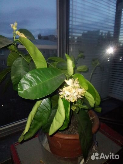 Лимон плодоносящий