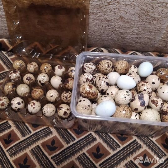 Яйцо куриное, перепелиное. Мясо бройлера, курей