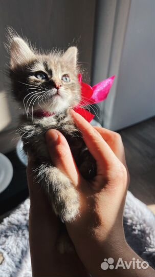 Котенок в добрые руки