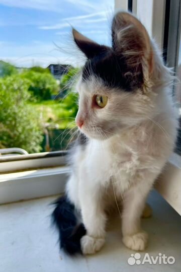 Котятя ручные