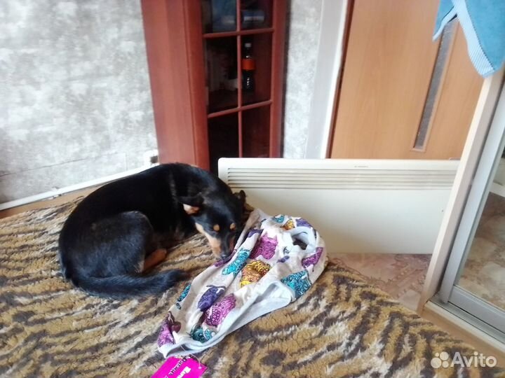 Кофточка на собачку,кота