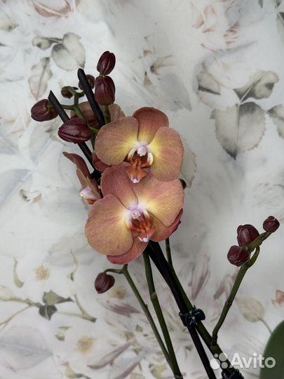 Орхидея фаленопсис