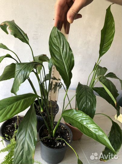 Спатифиллум, папоротник