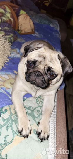 Вязка мопс девочка