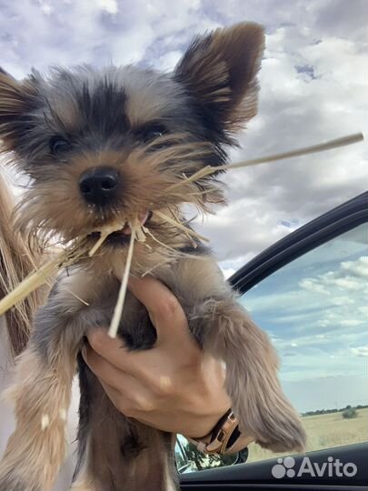 Йоркширский терьер вязка мальчик