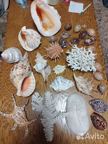 Раковины моллюсков, ракушки