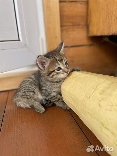 Котята в добрые руки даром