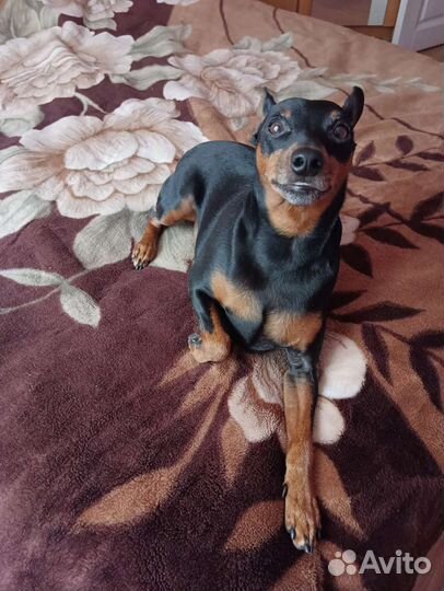 Маленькая собака в добрые руки