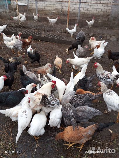 Куры петухи микс 5 месяцев, и петухи бентамки