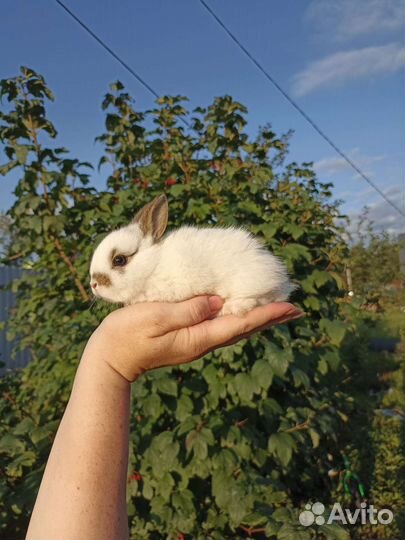 Карликовый кролик