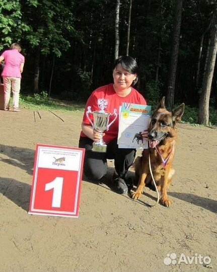 Услуги кинолога. Дрессировка собак