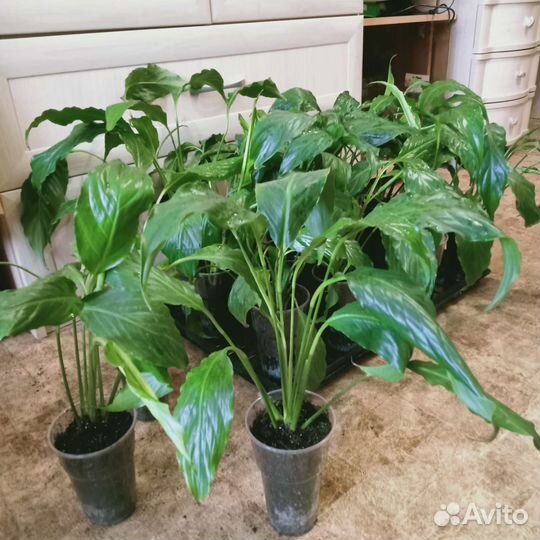 Спатифиллум