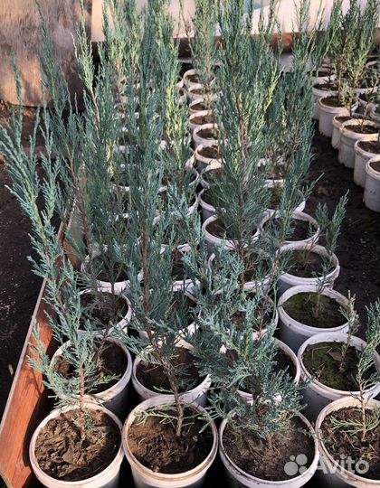 Можжевельник скальный Blue Arrow