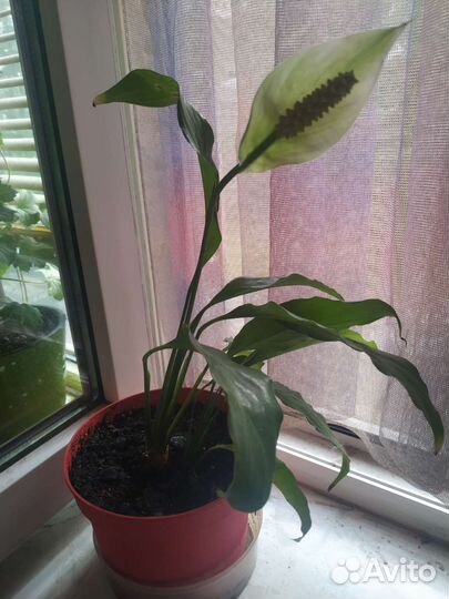 Спатифиллум